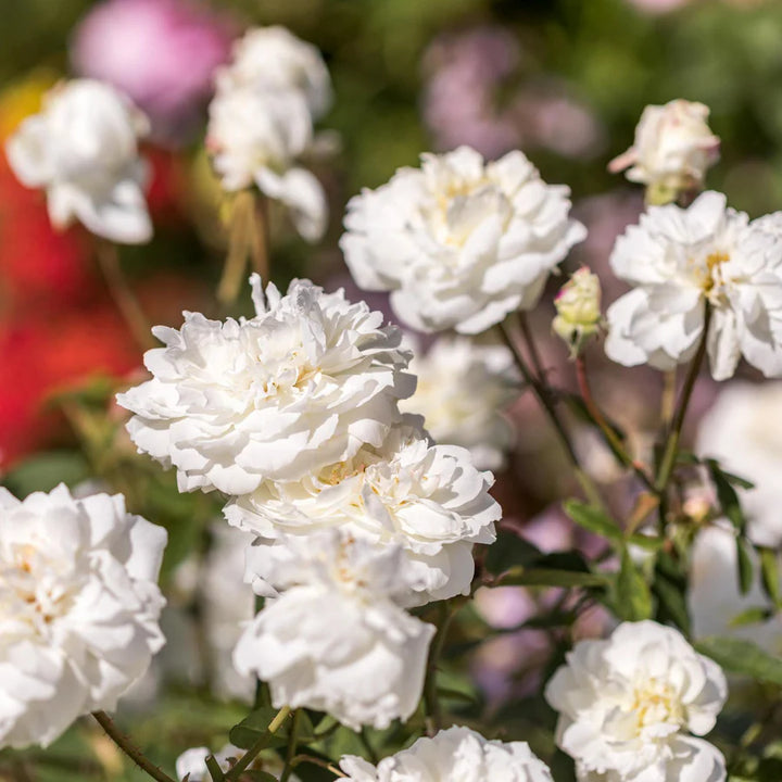 Susan William-Ellis (Ausquirk)