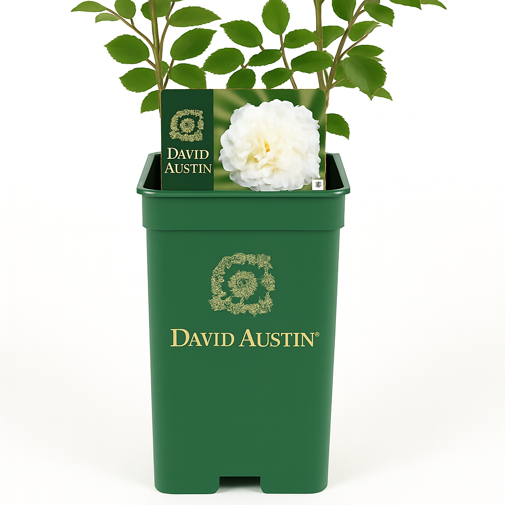 Susan William-Ellis (Ausquirk)