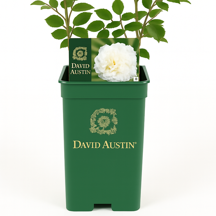 Susan William-Ellis (Ausquirk)