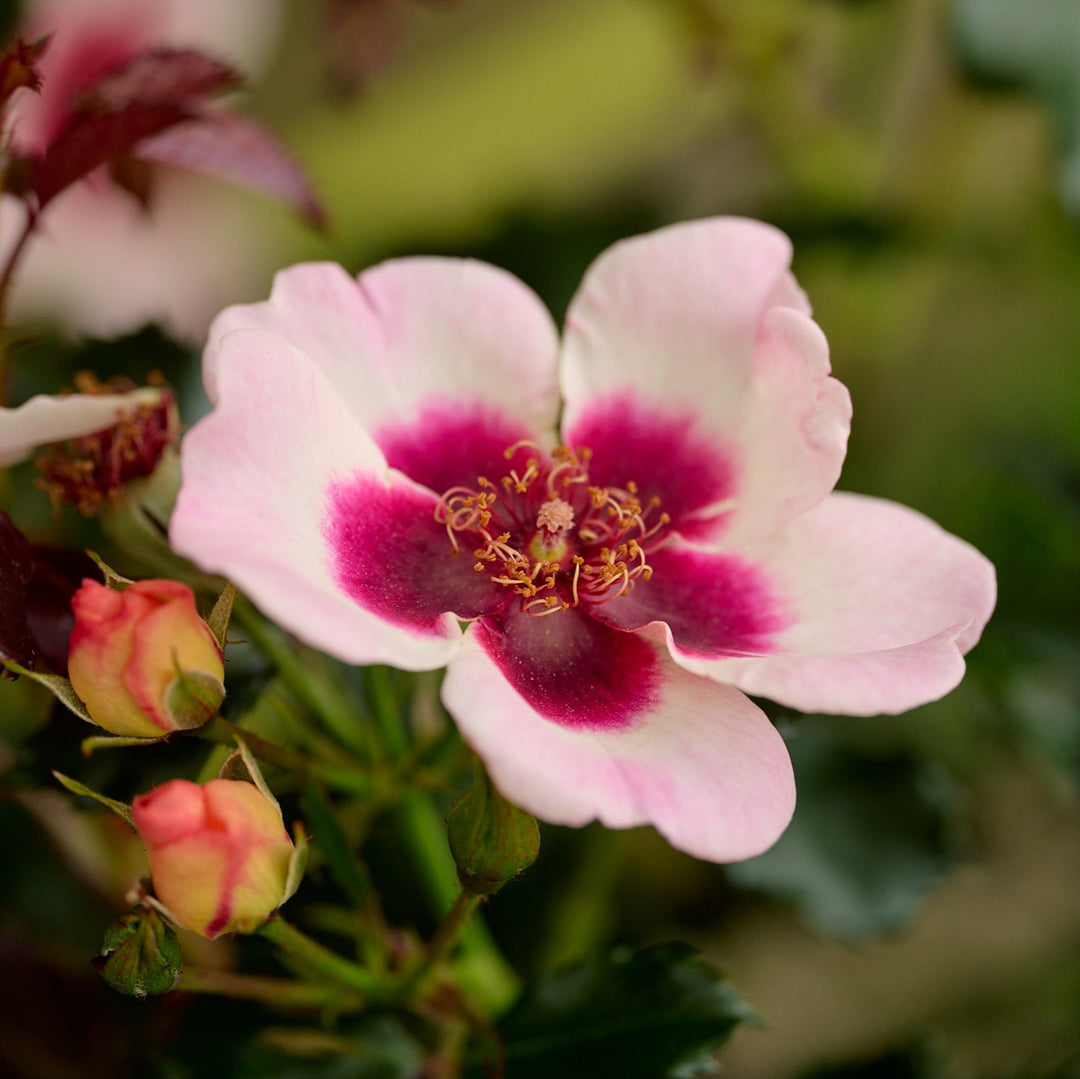Pastelroze bloemen met donkerrood hart, compacte struikvorm (ca. 60 cm).