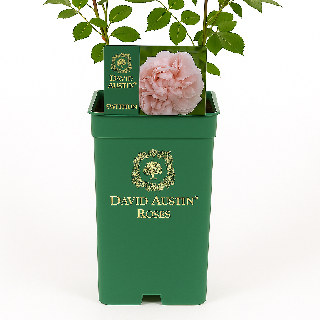 St. Swithun (Auswith)