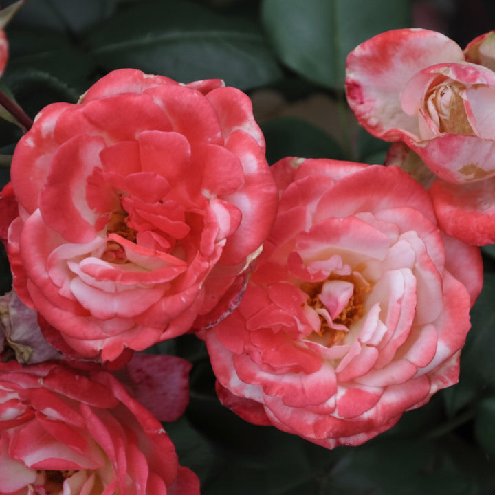 Japanese Rose BI – Tancho (Red Crown Mark) (NEW 2026)