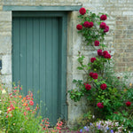 Tess von den d'Urbervilles (XL Kletterrose)
