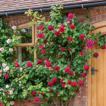 Tess von den d'Urbervilles (XL Kletterrose)