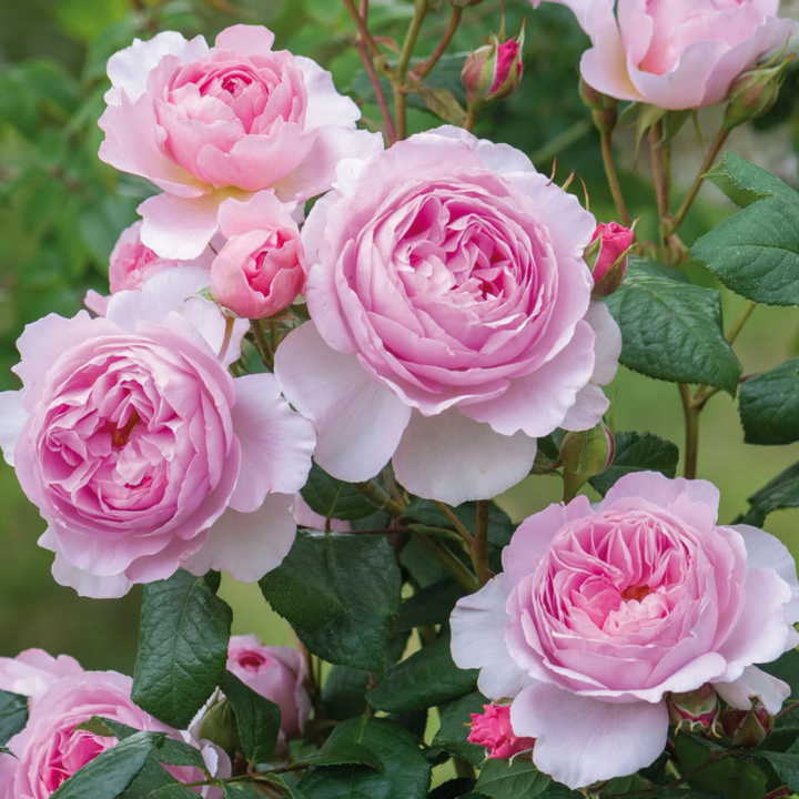 The Ancient Mariner (Ausoutcry)