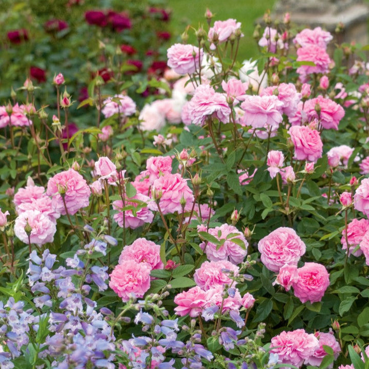 The Mayflower (Auslilly)