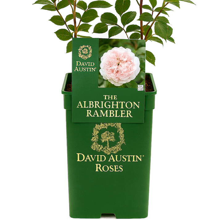 The Albrighton Rambler (Ausmobile)