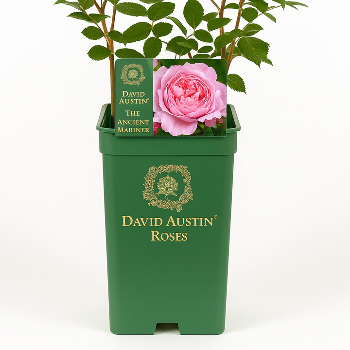 The Ancient Mariner (Ausoutcry)