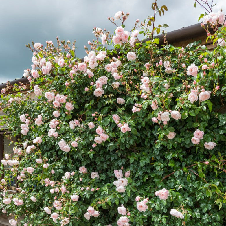 The Generous Gardener (Ausdrawn)