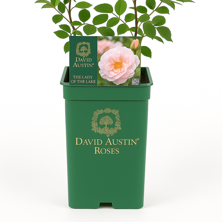 Lady of the Lake (Ausherbert)