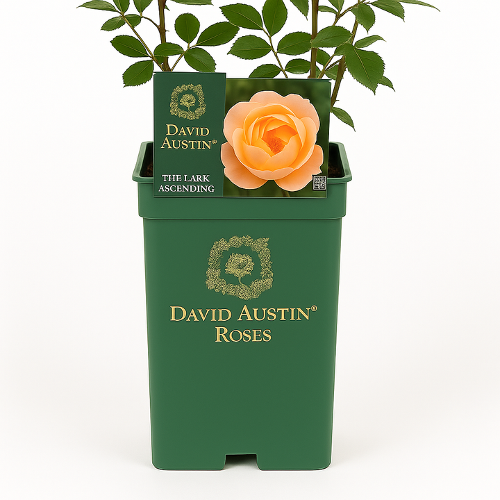 The Lark Ascending (Ausursula)