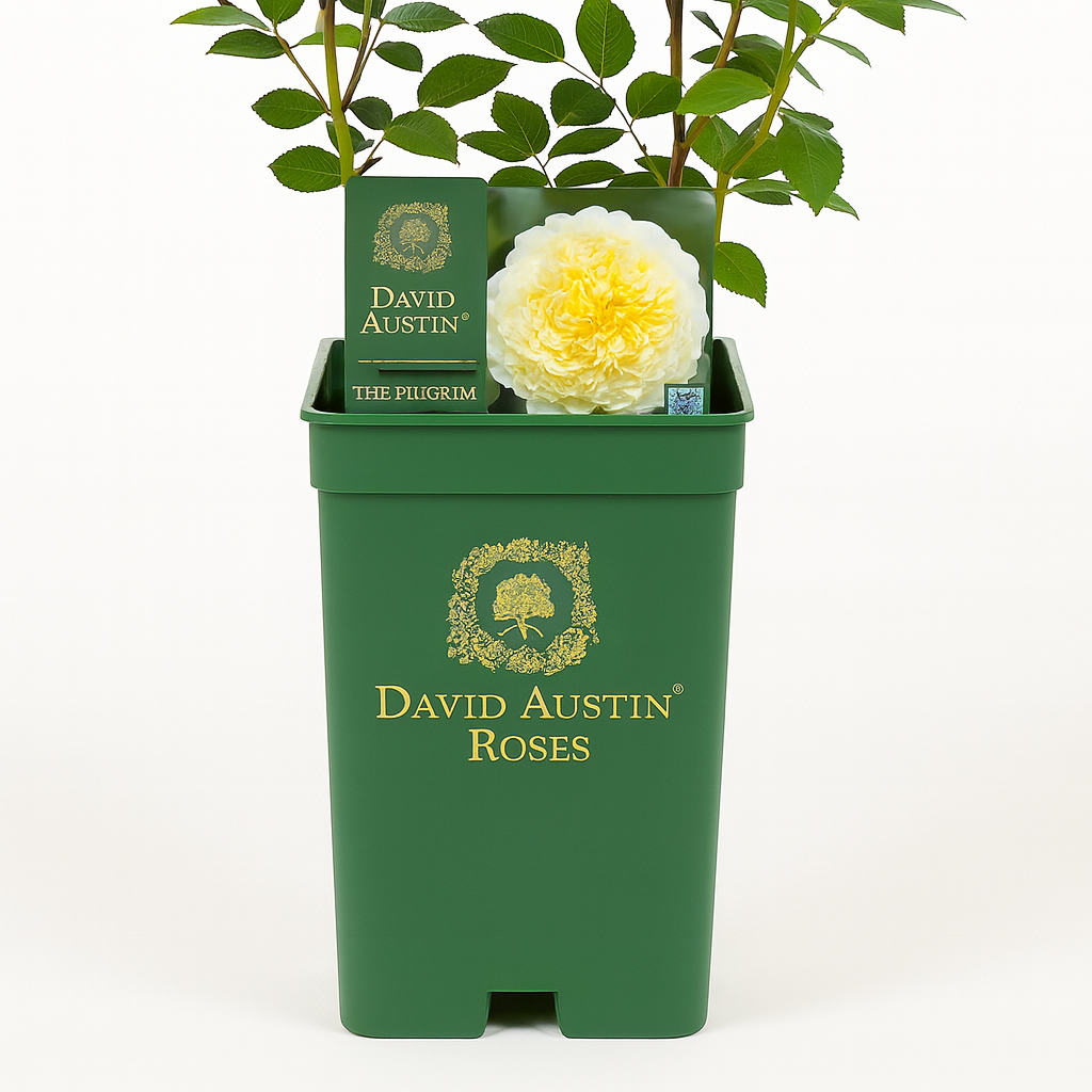 Le Pèlerin (Auswalker)