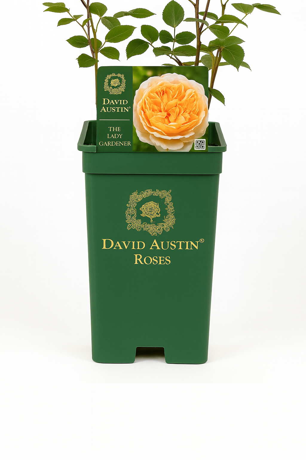 La dame jardinière (Ausbrass)