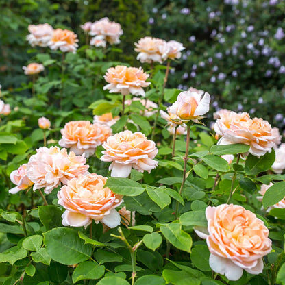 The Lady Gardener