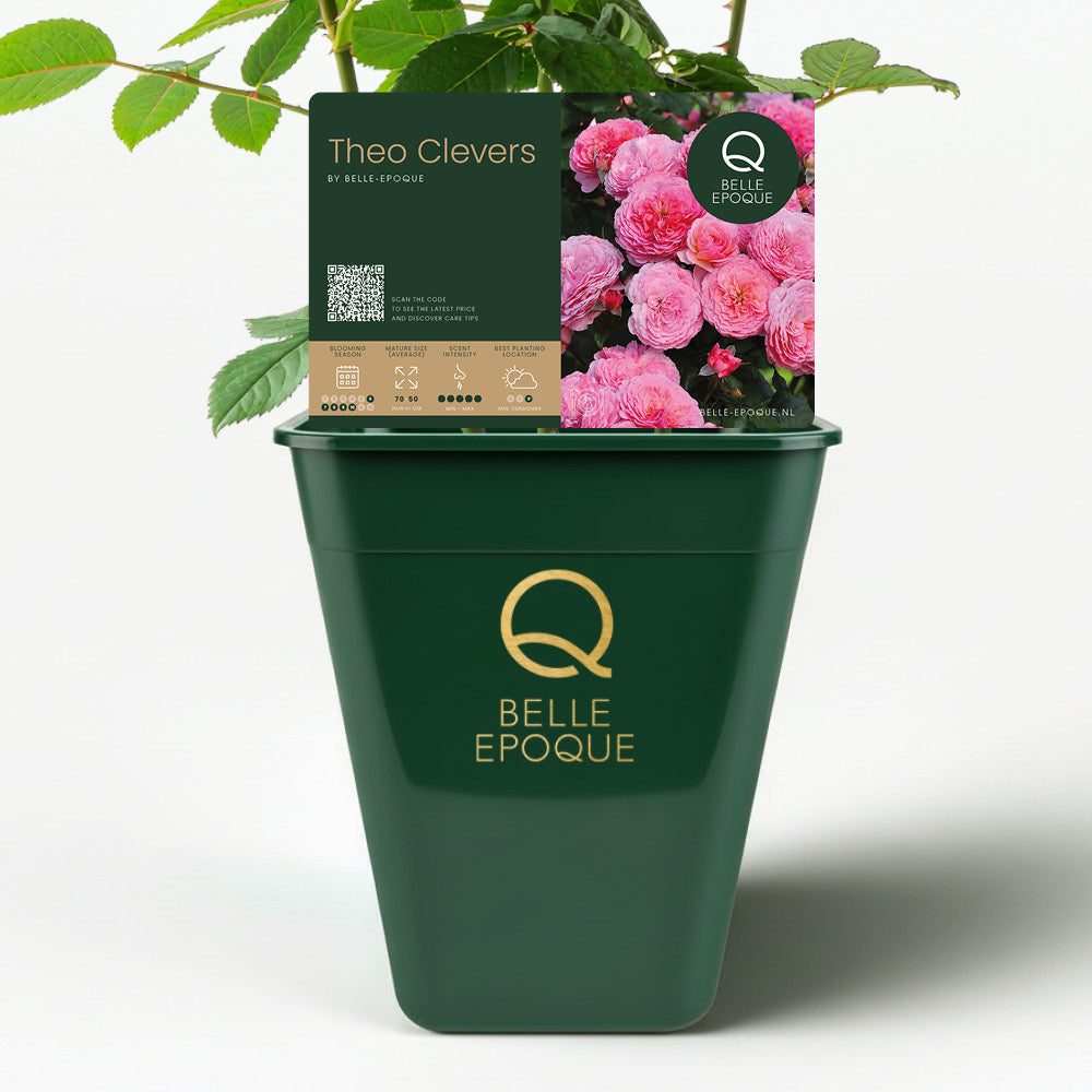 Edible rose - Theo Clevers