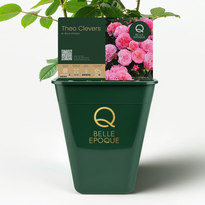 Edible rose - Theo Clevers