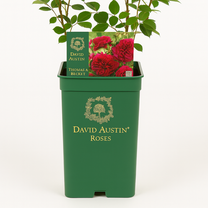 Thomas A. Beckett (Auswinston)