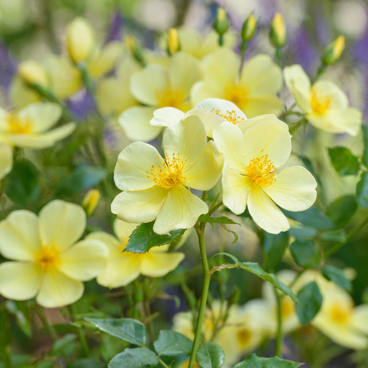 Tottering-by-Gently (Auscartoon)