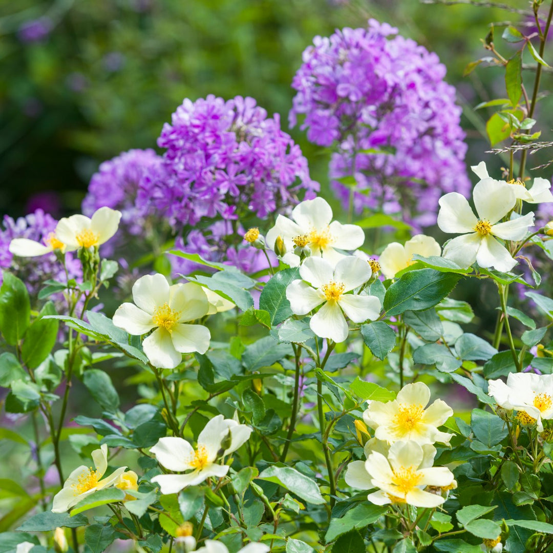 Tottering-by-Gently (Auscartoon)