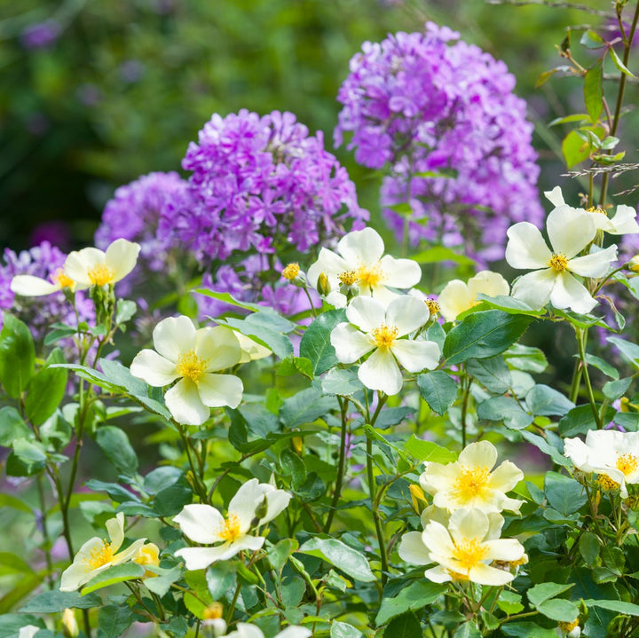 Tottering-by-Gently (Auscartoon)