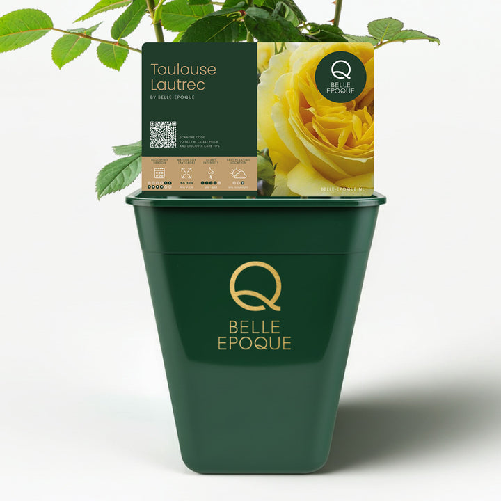 Toulouse Lautrec (NEW 2026)