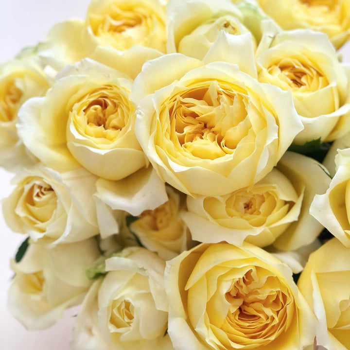 Toulouse Lautrec (NEW 2026)