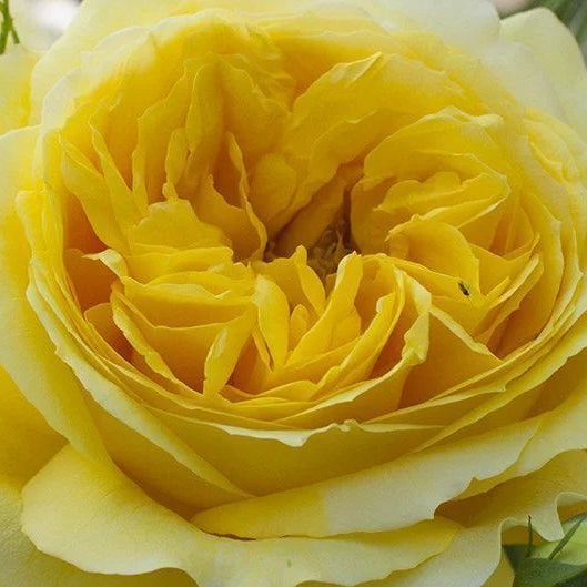 Toulouse Lautrec (NEW 2026)