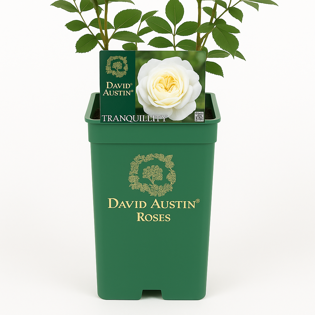 Tranquility (Ausnoble) (op stam)