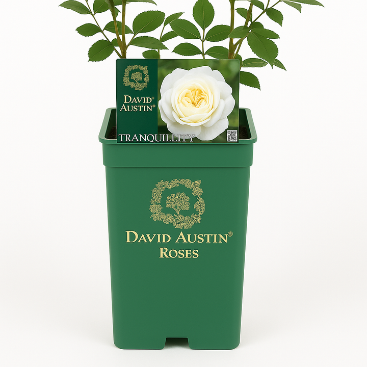 Tranquility (Ausnoble) (op stam)