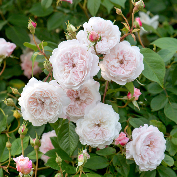 The Albrighton Rambler (Ausmobile)