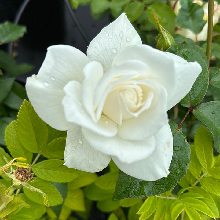 Roomwitte trosrozen met open, halfgevulde bloemen tegen donkergroen blad.