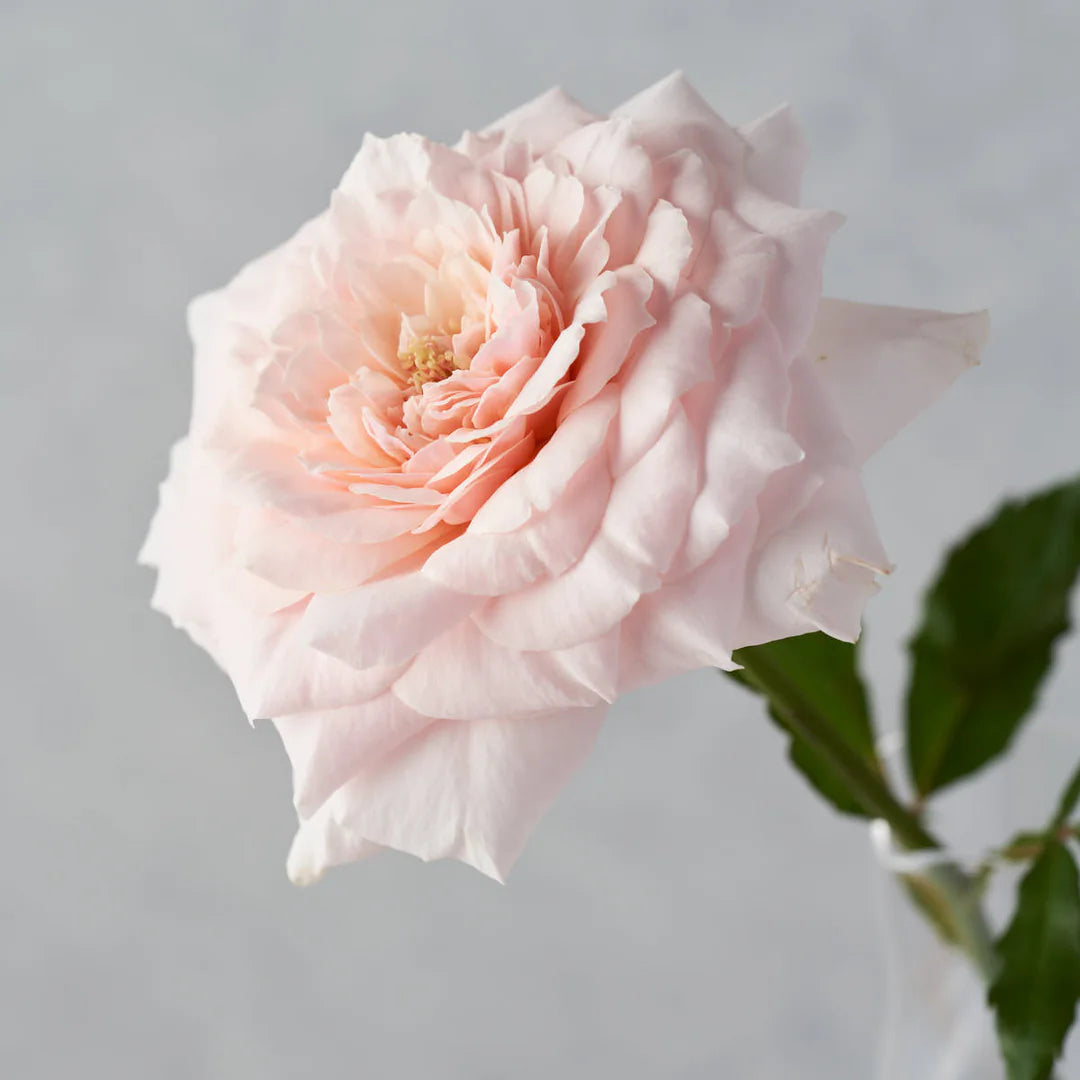 Japanse roos Tsumugi (Wabara)