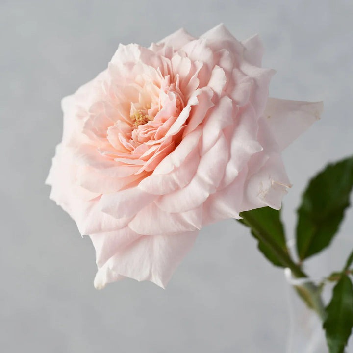 Japanse roos Tsumugi (Wabara)