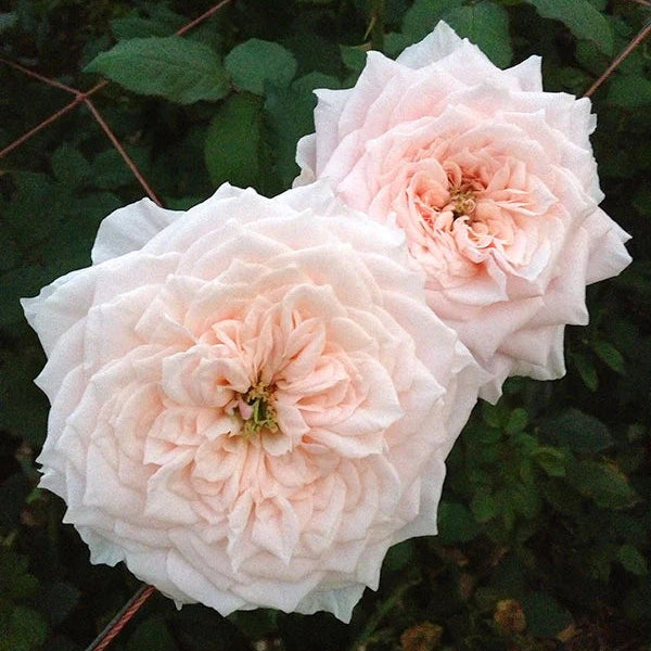 Japanische Rose Tsumugi (Wabara)