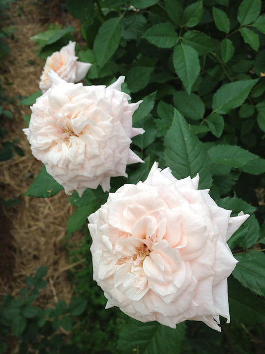 Rosa japonesa Miyabi (Wabara)