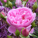 Harlow Carr (Auslagerung)