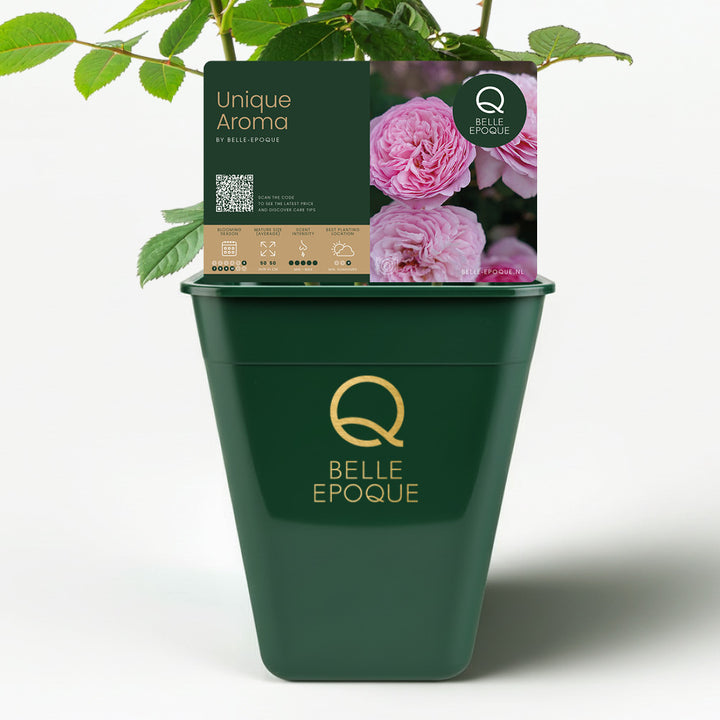 Edible rose - Unique Aroma