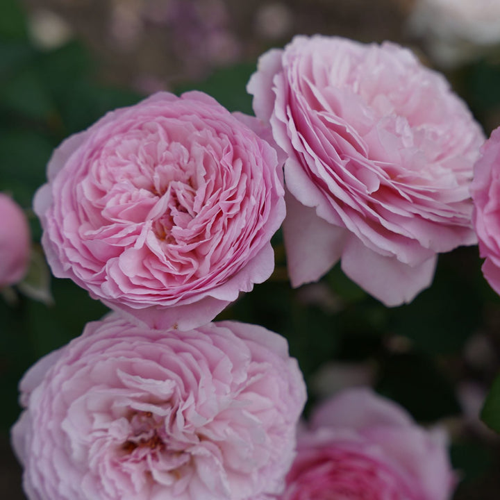 compacte, geurige struikroos