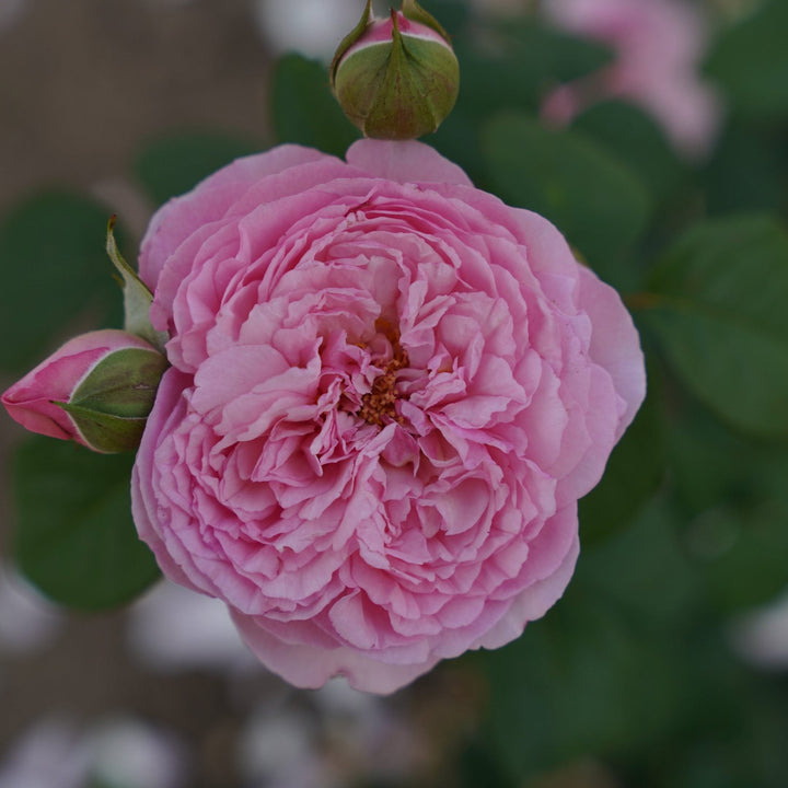 compacte, geurige struikroos