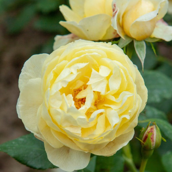 Vanessa Bell (Auseasel)