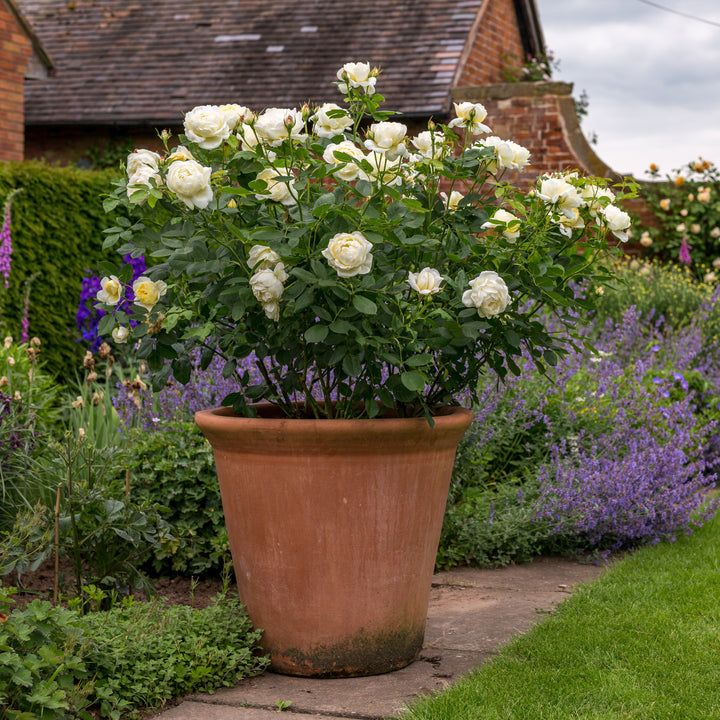 Vanessa Bell (Auseasel)