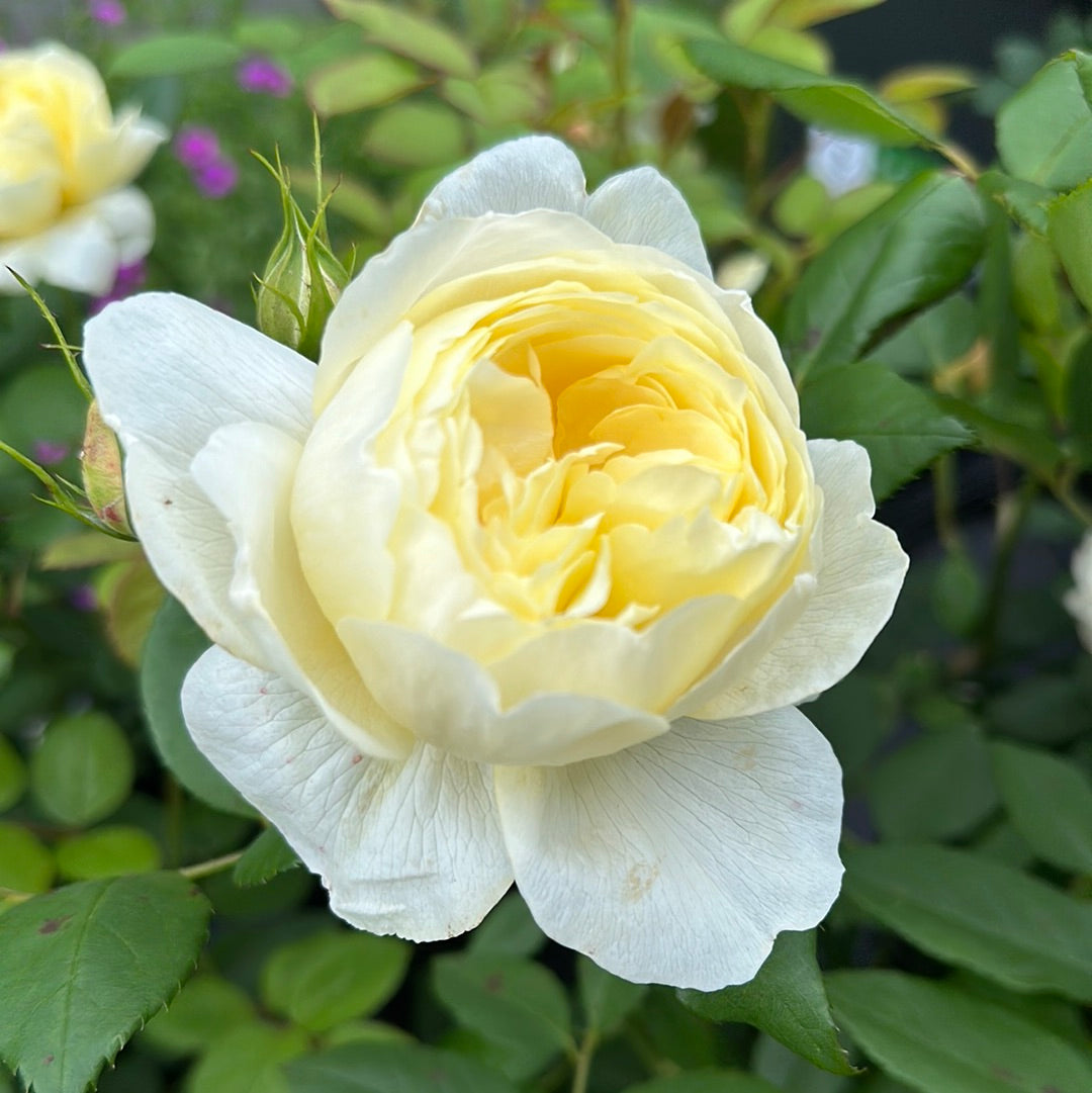 Vanessa Bell (Auseasel)