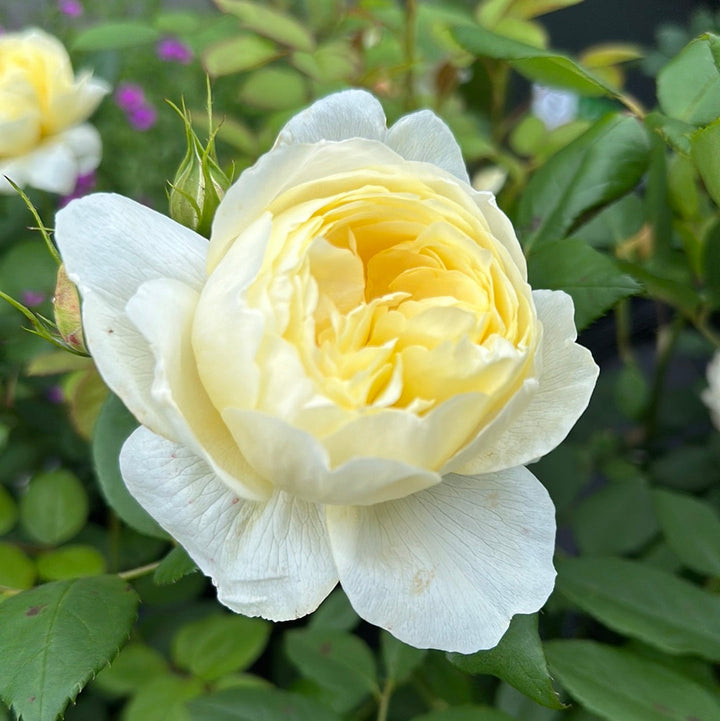 Vanessa Bell (Auseasel)