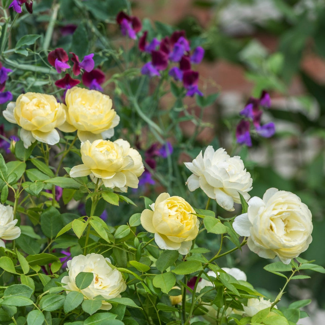 Vanessa Bell (Auseasel)