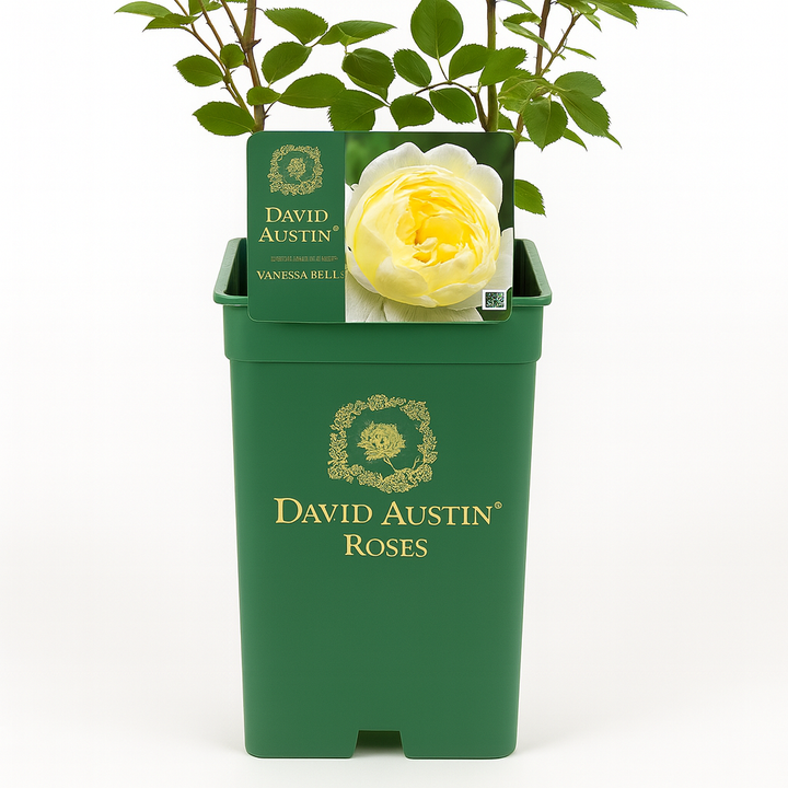 Vanessa Bell (Auseasel)