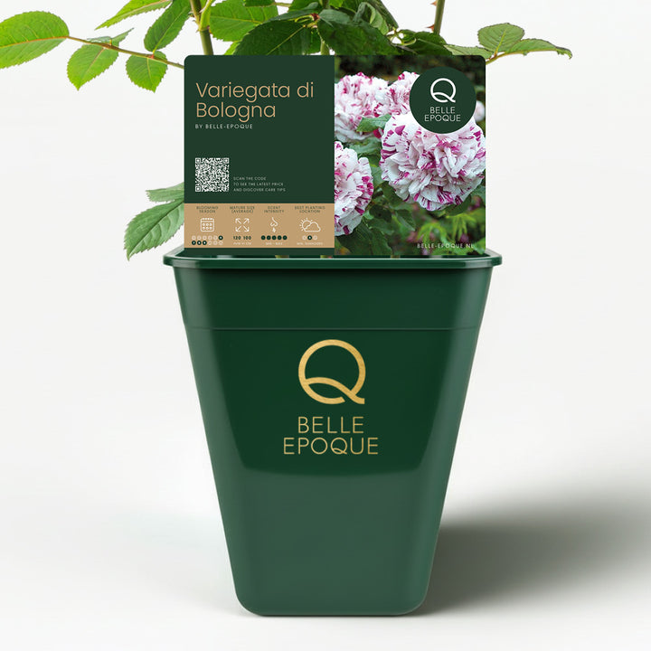 Variegata of Bologna