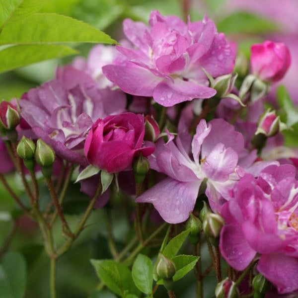 Veilchenblau (XL Klimroos)