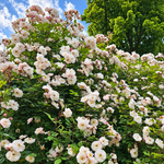 Venusta Pendula