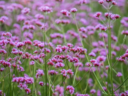 Verbena