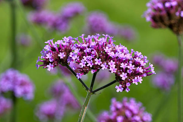 Verbena